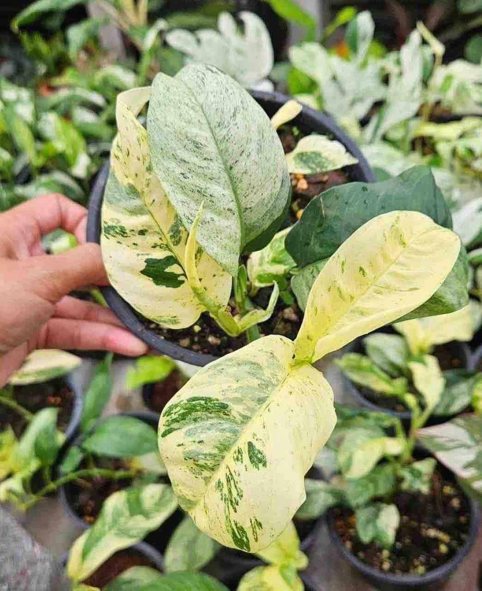 Rhaphidophora Puberula