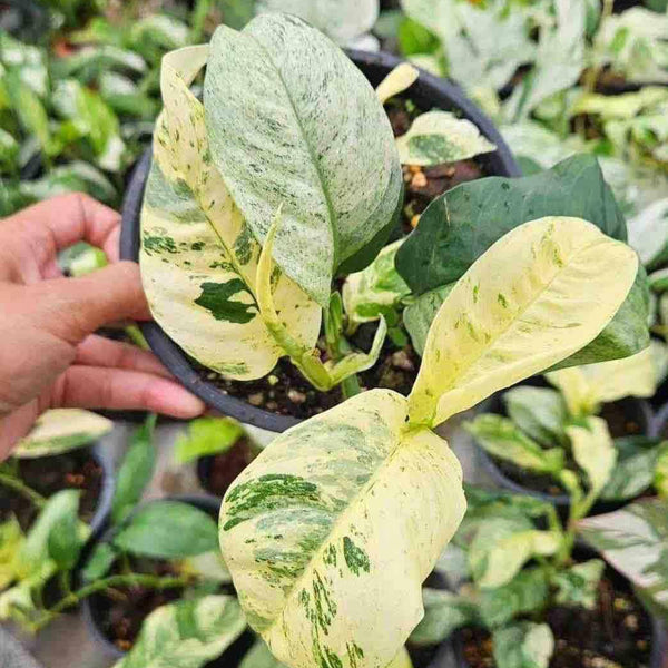 Rhaphidophora Puberula