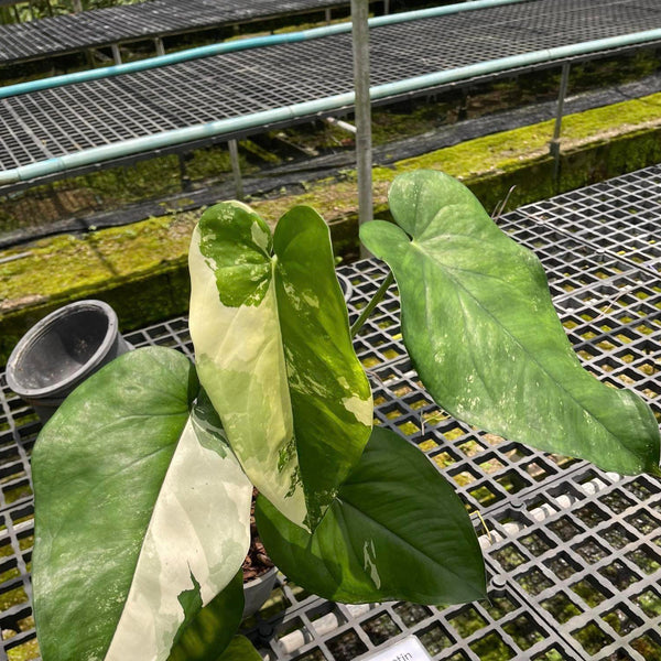 Syngonium Chiapanese Variegated