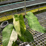 Syngonium Chiapanese Variegated