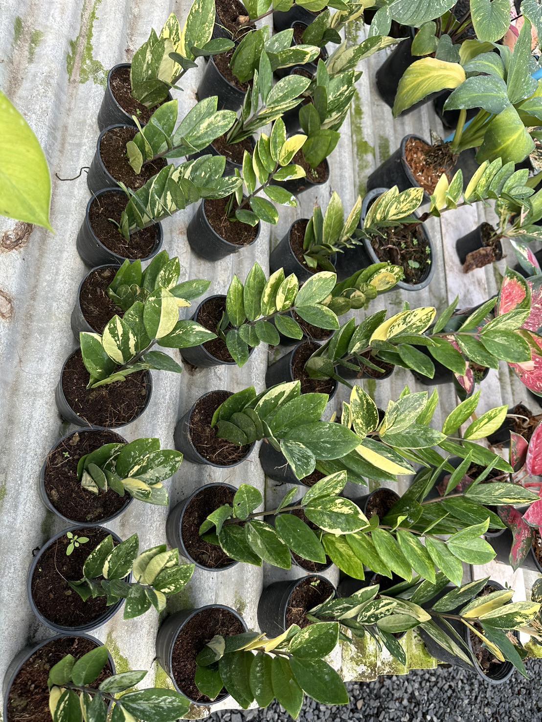 variegated zz plants Zamioculas ZZ Variegated