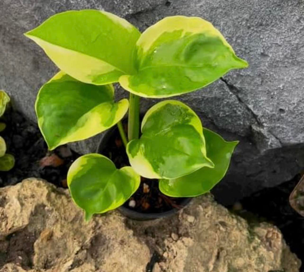 Epipremnum Manjula Mutation Poonsin