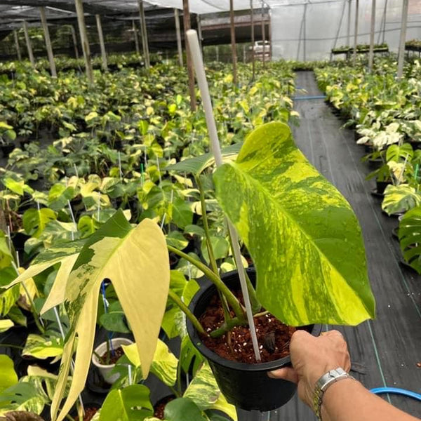 Monstera Aurea 3-4 leafs