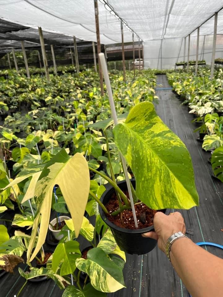 monstera aurea plant Monstera Aurea 3-4 leafs