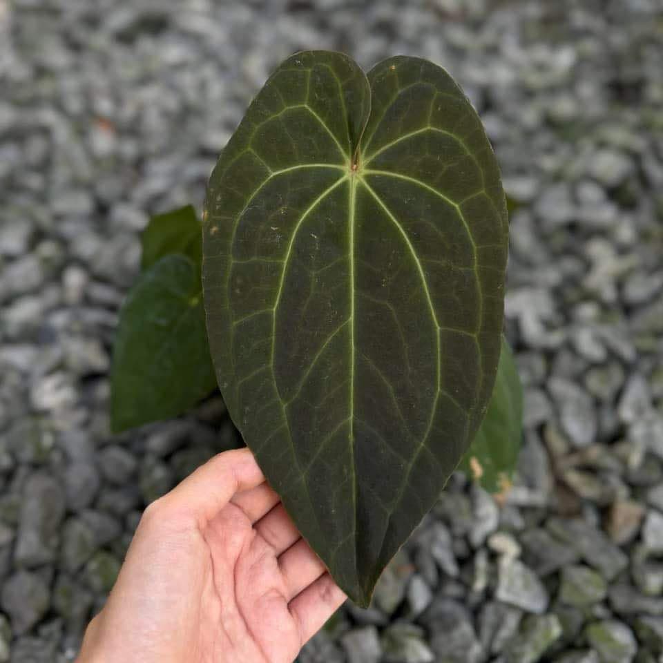 anthurium regale dark form Anthurium ( Luxurians x Regale ) x Besseae aff – Toltec Plants