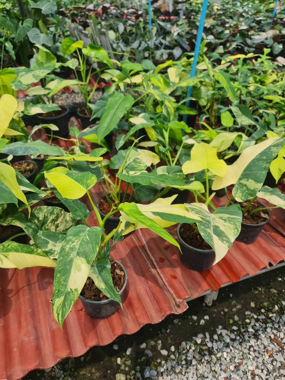 philodendron domesticum variegatum Philodendron Domesticum Variegated
