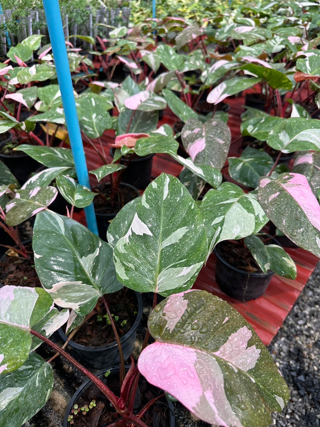 philodendron king Philodendron Pink Marble King L
