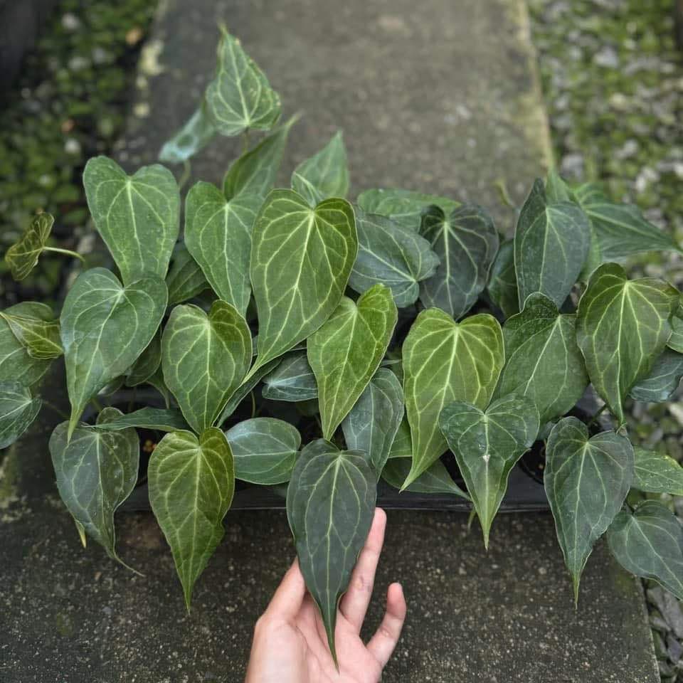 anthurium delta force for sale Anthurium delta force Small