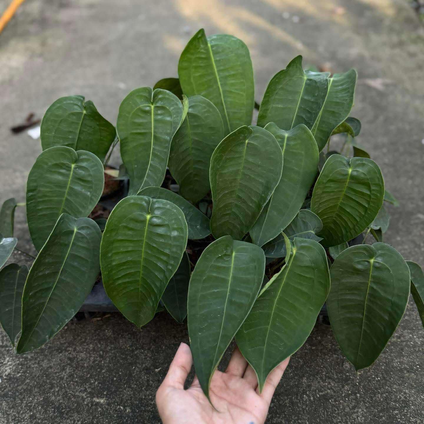 anthurium peltigerum Anthurium Peltigerum