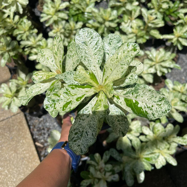Desert Rose Variegated
