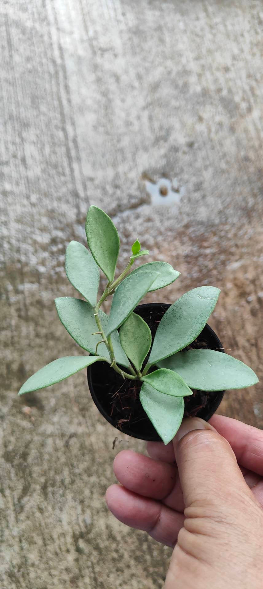 Hoya Nummularioides Silver – Toltec Plants