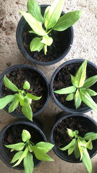 Anthurium Vittarifolium Small