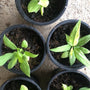 Anthurium Vittarifolium  Small