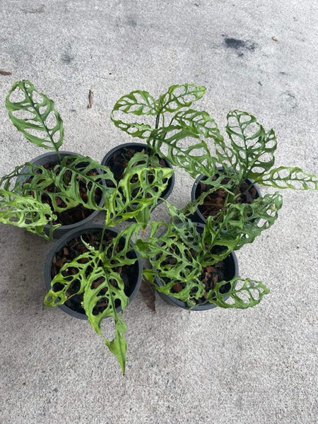 Obliqua Medium