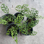 Obliqua Medium