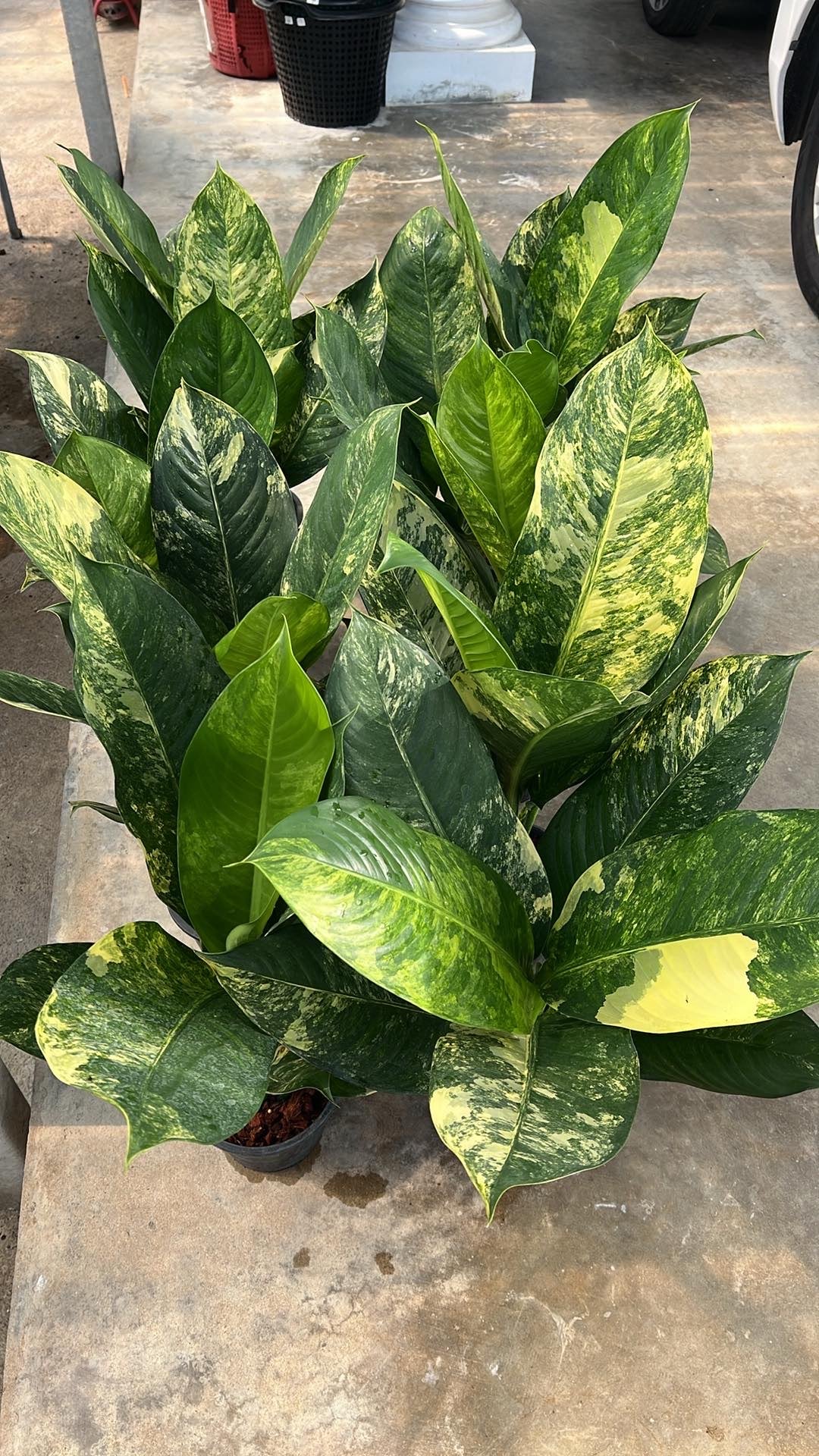 dieffenbachia big ben care Dieffenbachia Bigben Variegated