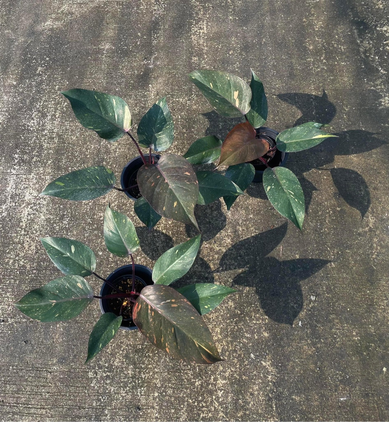 philodendron orange princess marble Philodendron Orange Princess Marble