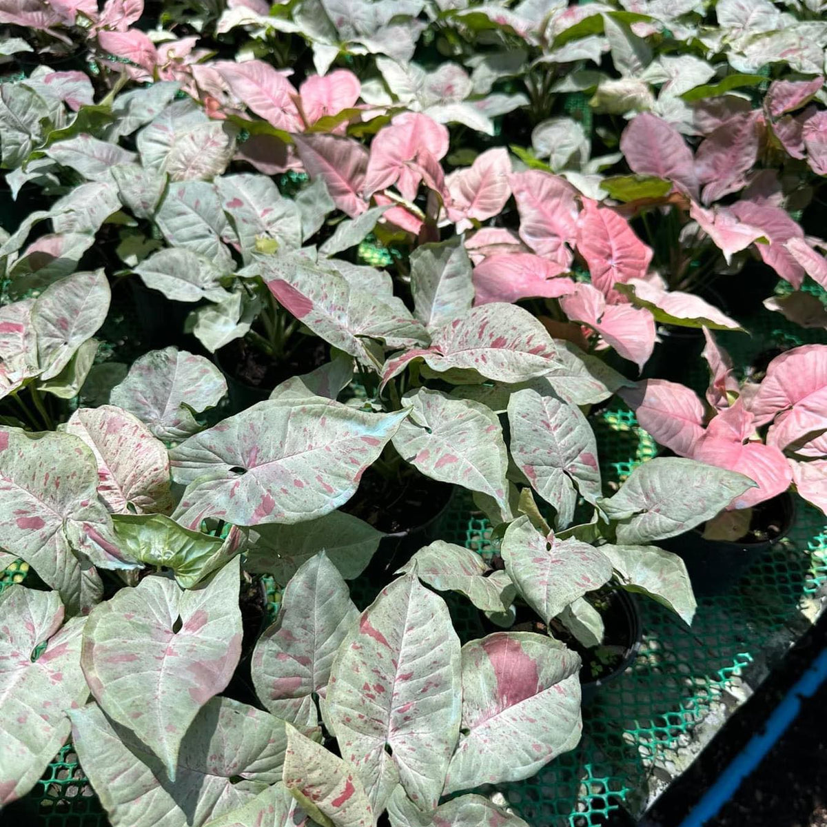 Syngonium - Milk Confetti - Variegated - Wholesale