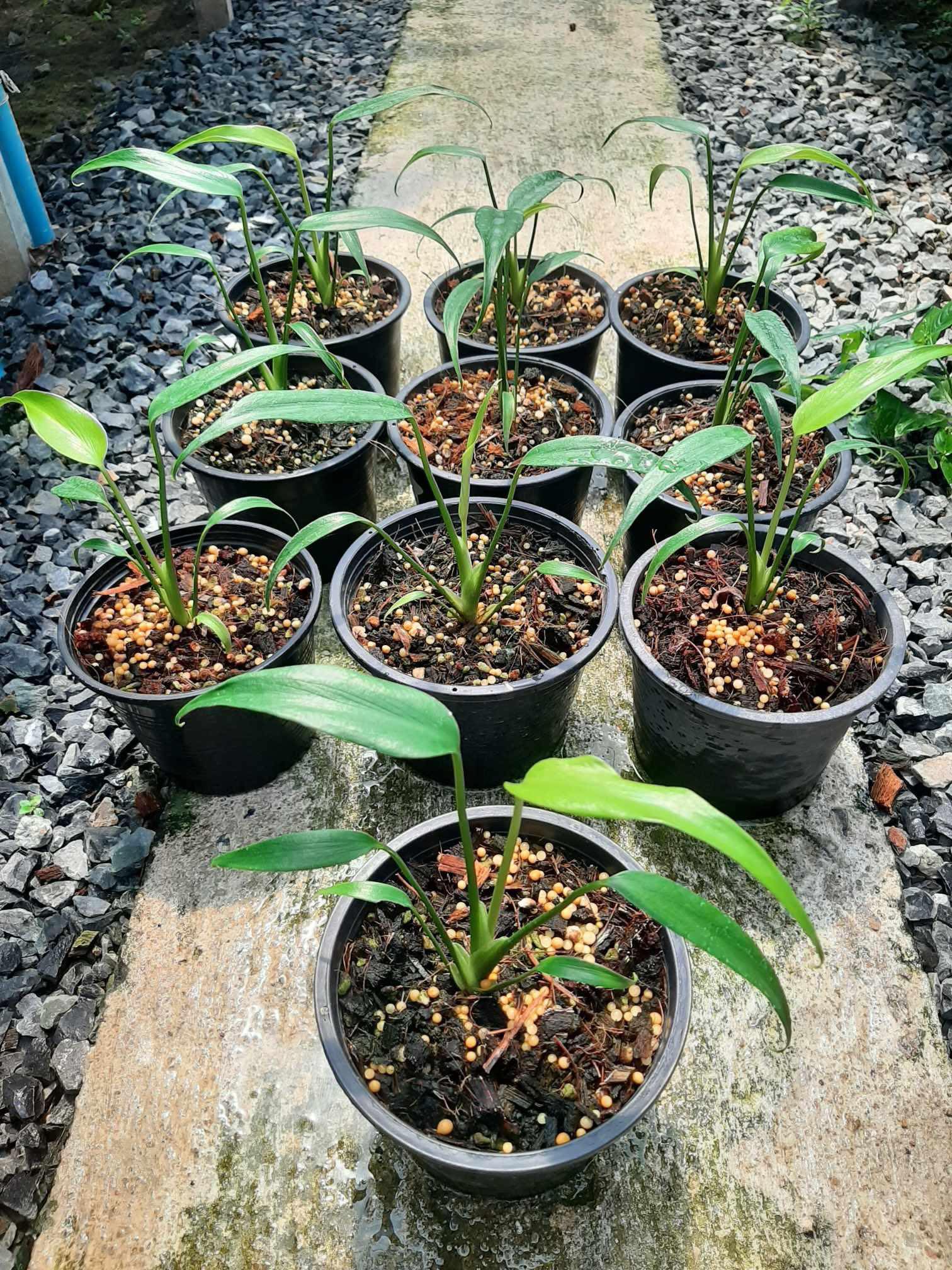 monstera burle marx flame plant Monstera Burle Marx Flame