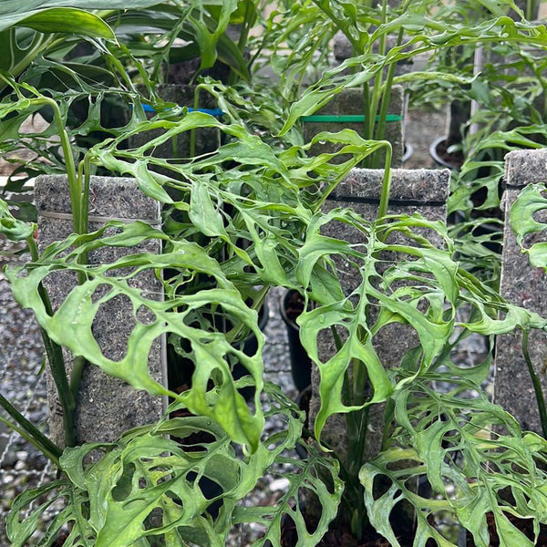 Obliqua XL