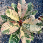 Plumeria Variegated