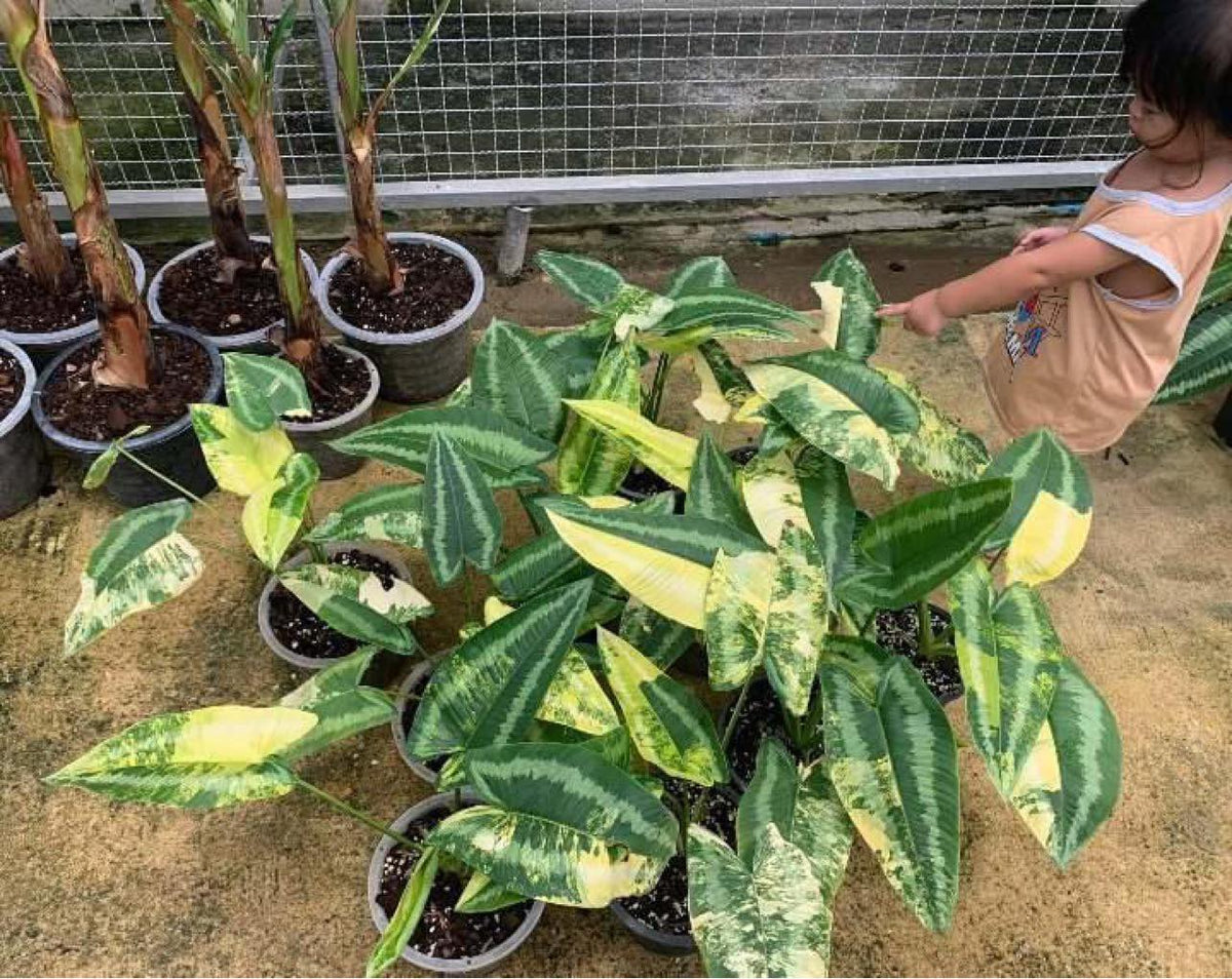 Schismatoglottis Wallichii Variegated