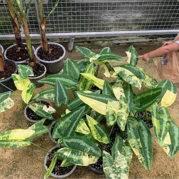 Schismatoglottis Wallichii Variegated