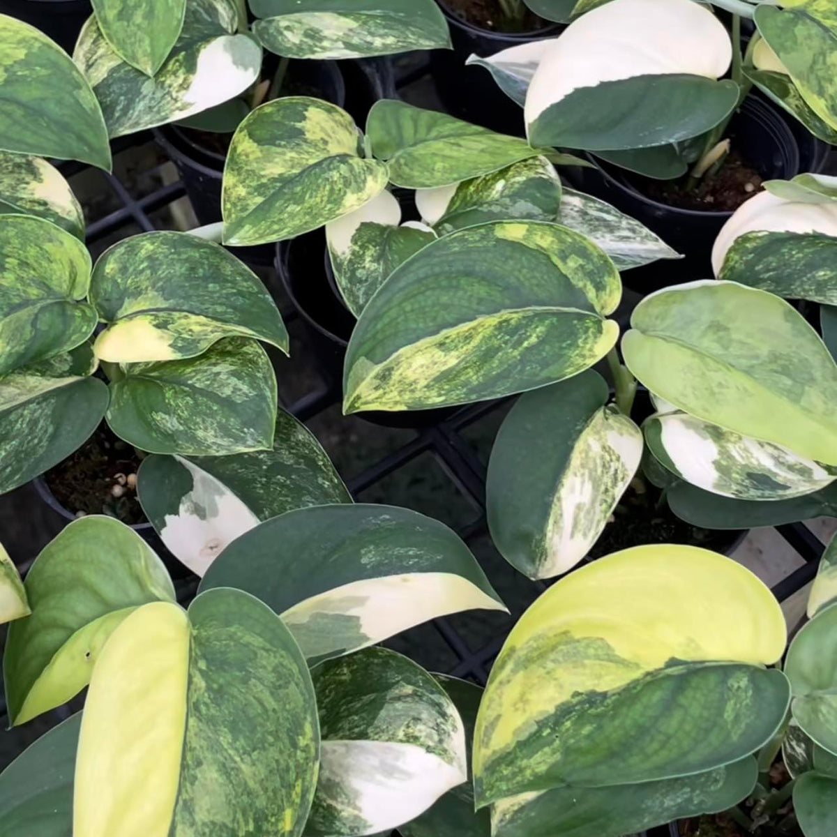 Scindapsus Jade Satin