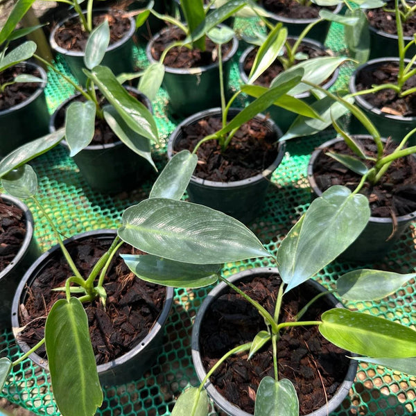Philodendron Spiritus Sancti