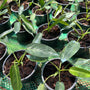 Philodendron Spiritus Sancti
