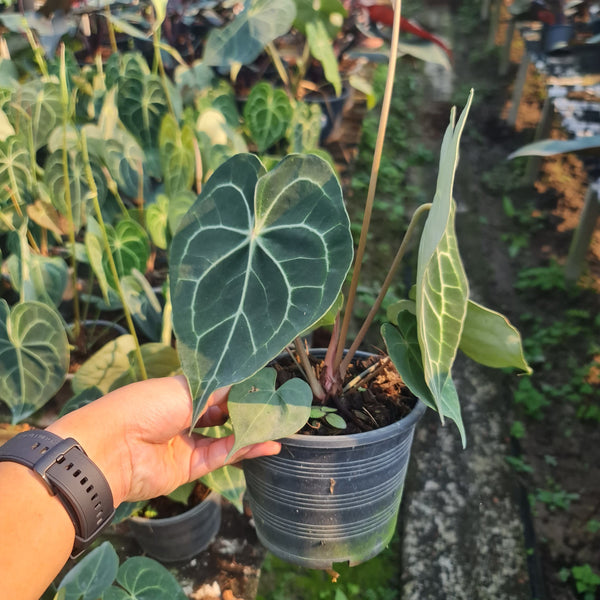 Anthurium Clarinervium