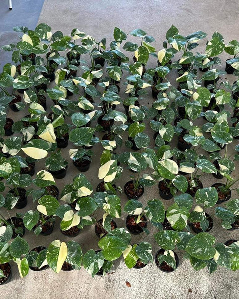 Monstera Thai Constellation - Baby - Highly Variegated - Wholesale