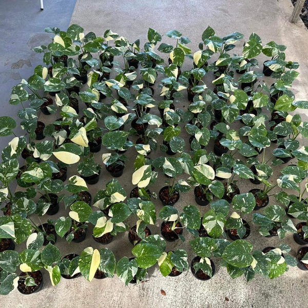 Monstera Thai Constellation - Baby - Highly Variegated - Wholesale