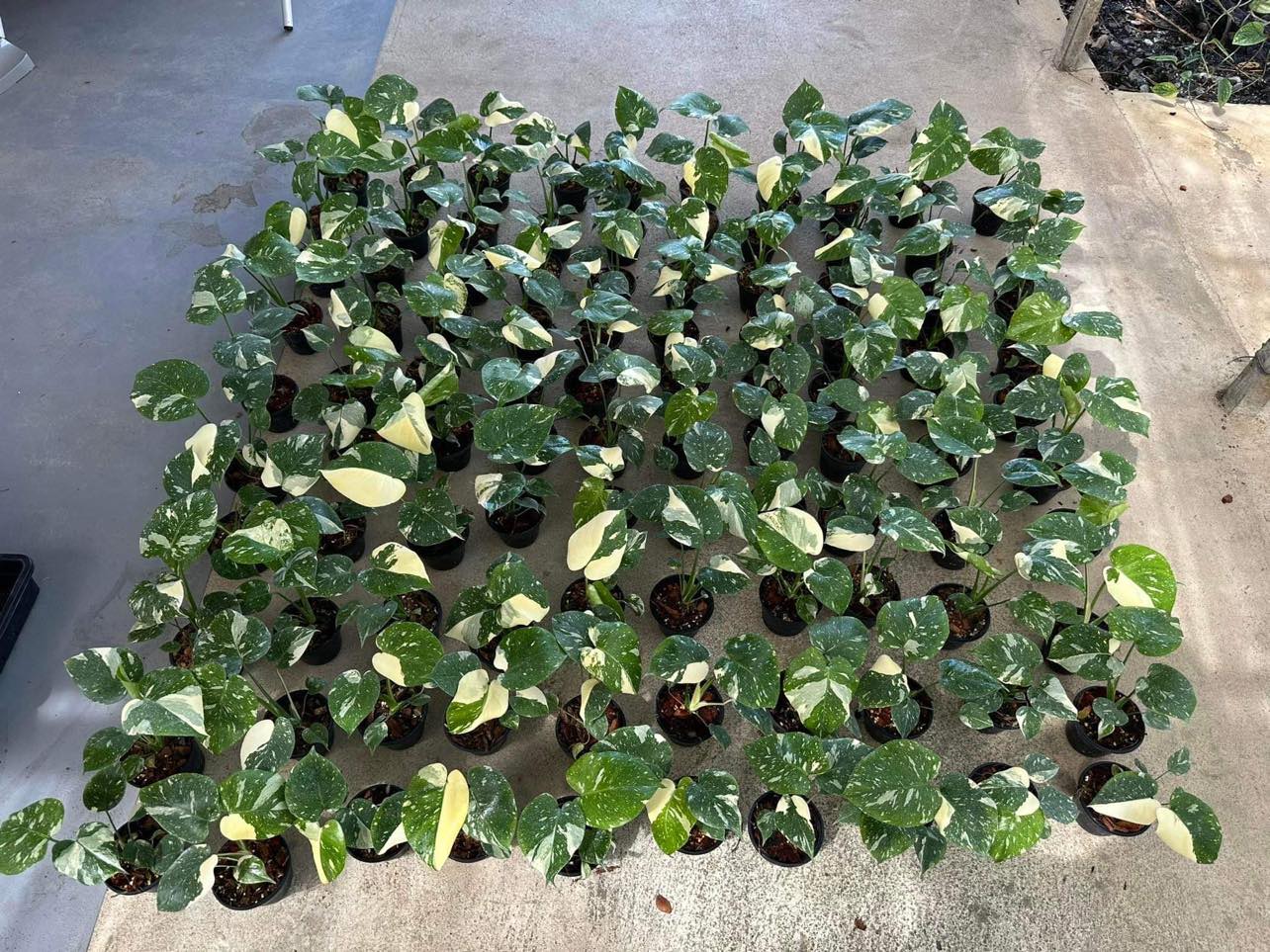 monstera thai constellation wholesale Monstera Thai Constellation - Baby - Highly Variegated