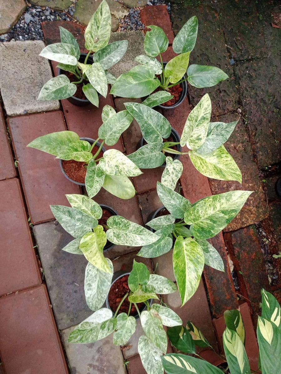 Philodendron Giganteum Variegated