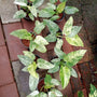 Philodendron Giganteum Variegated