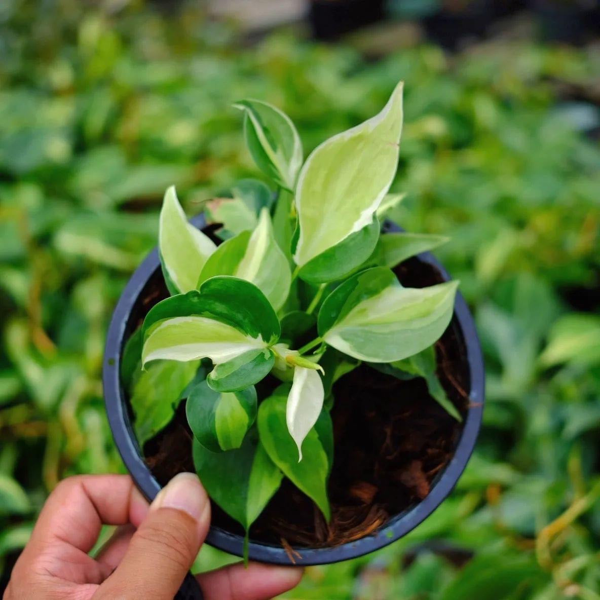 pothos cream Philodendron - Cream Splash - Variegated