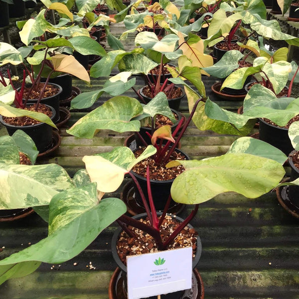Philodendron - Red Emerald (Strawberry Shake) - Variegated - Wholesale