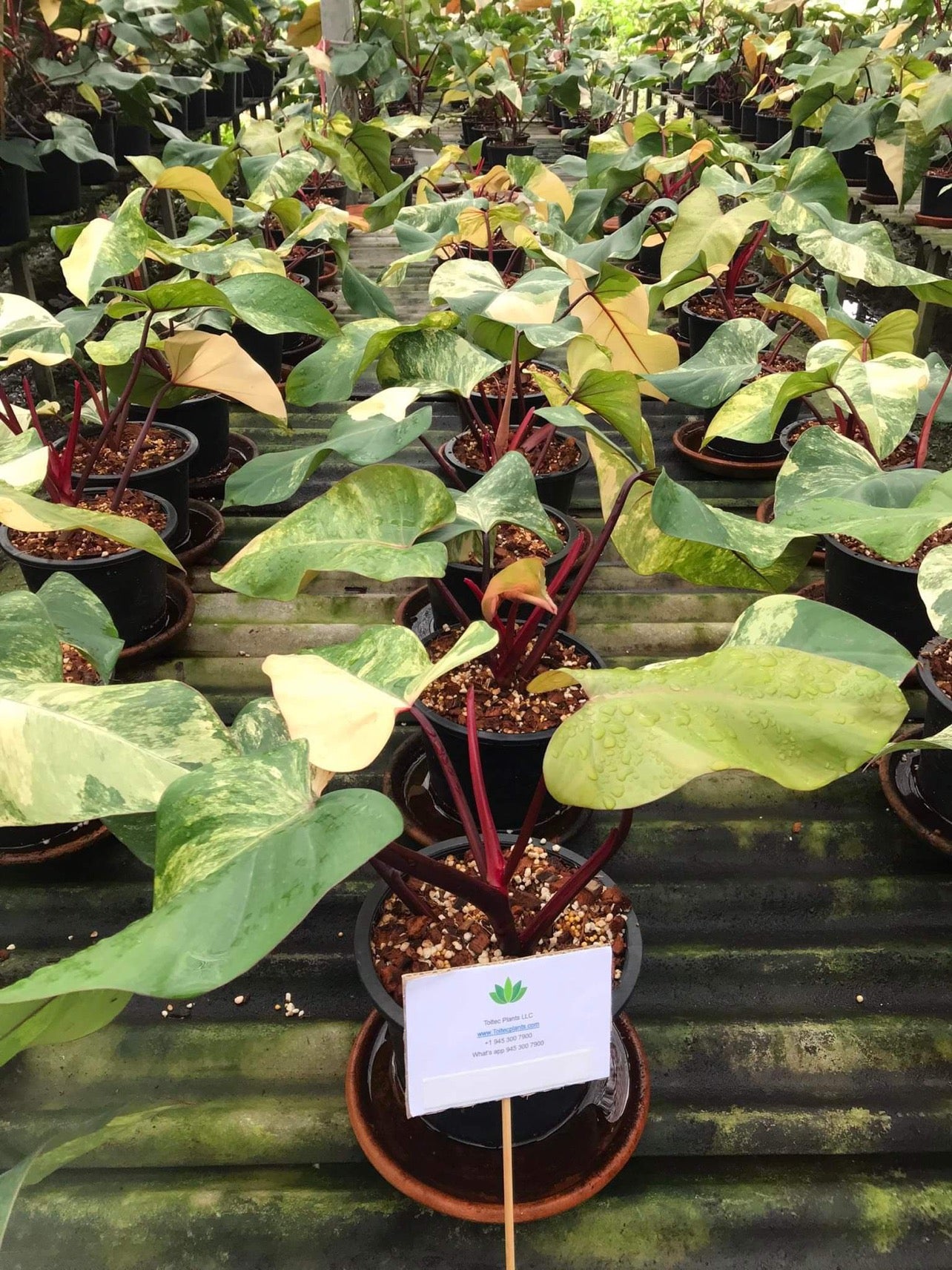 philodendron red emerald marbled Philodendron - Red Emerald (Strawberry Shake) - Variegated