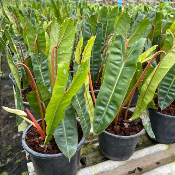 Philodendron - Billietiae - Wholesale
