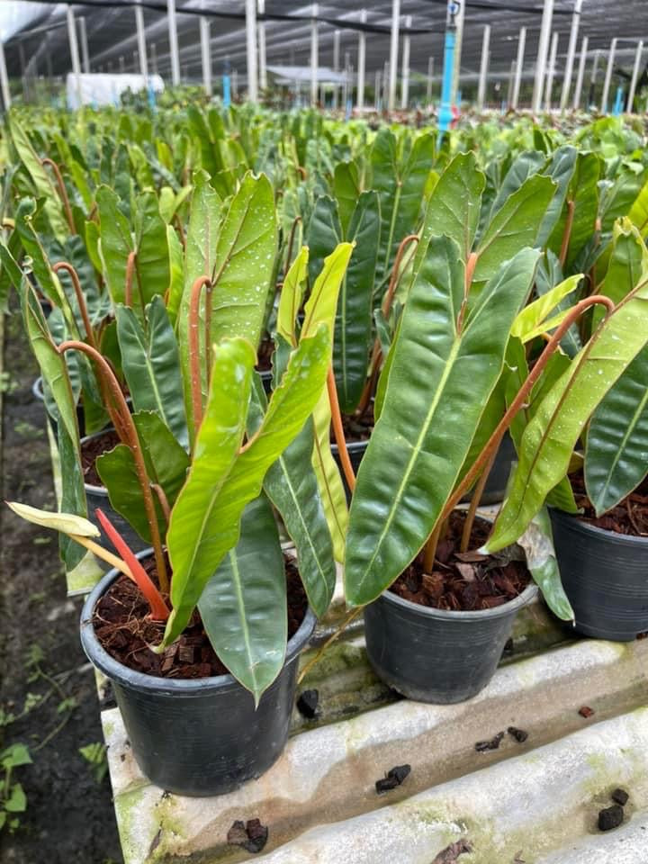 philodendron bulk Philodendron - Billietiae