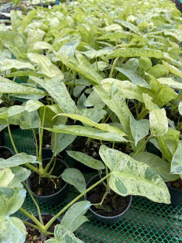 Philodendron - Paraiso Verde - Variegated - Wholesale
