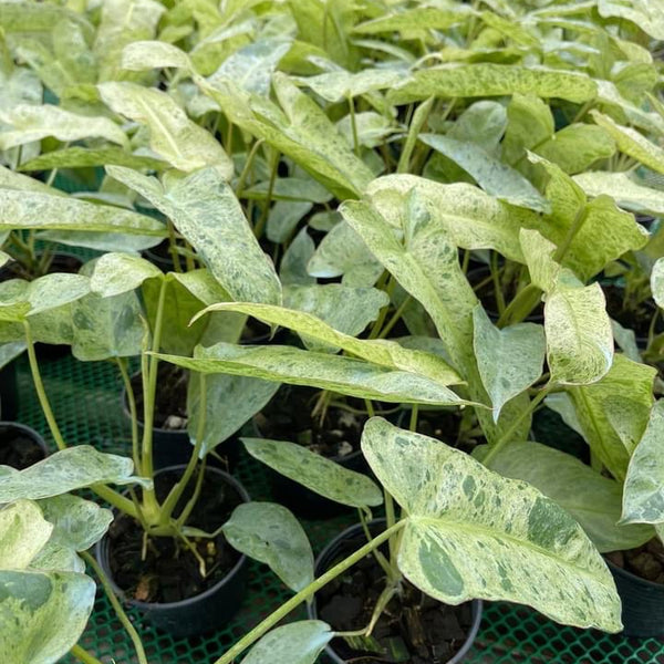 Philodendron - Paraiso Verde - Variegated - Wholesale