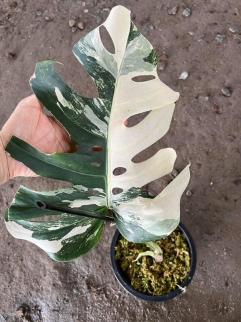 Highly Variegated 