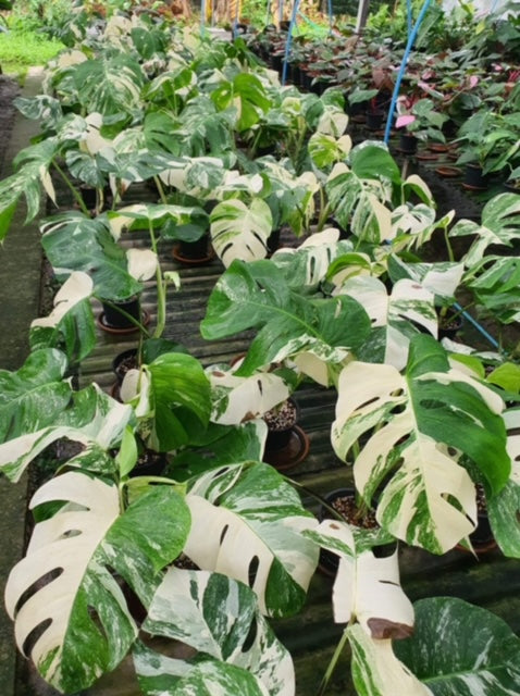 Monstera - Albo - 3-4 Leaf - Variegated - Wholesale