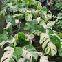 Monstera - Albo - 3-4 Leaf - Variegated - Wholesale