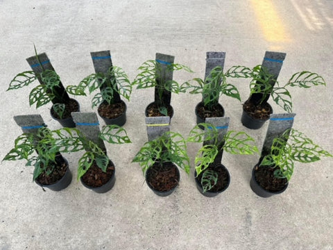 Monstera - Obliqua  L size  -  - Wholesale