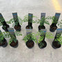 Monstera - Obliqua  L size  -  - Wholesale