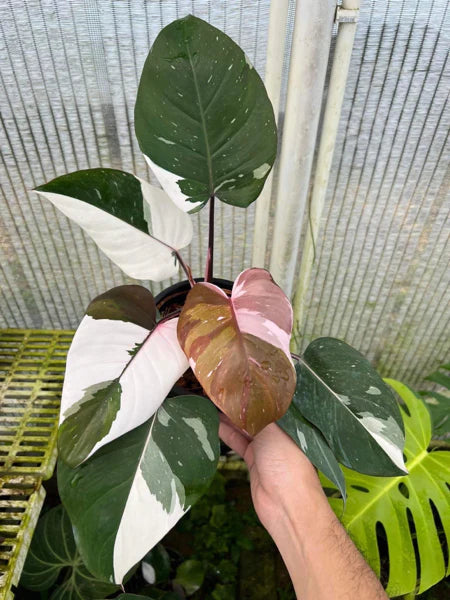 philodendron red anderson vs white knight Philodendron - Red Anderson - Variegated