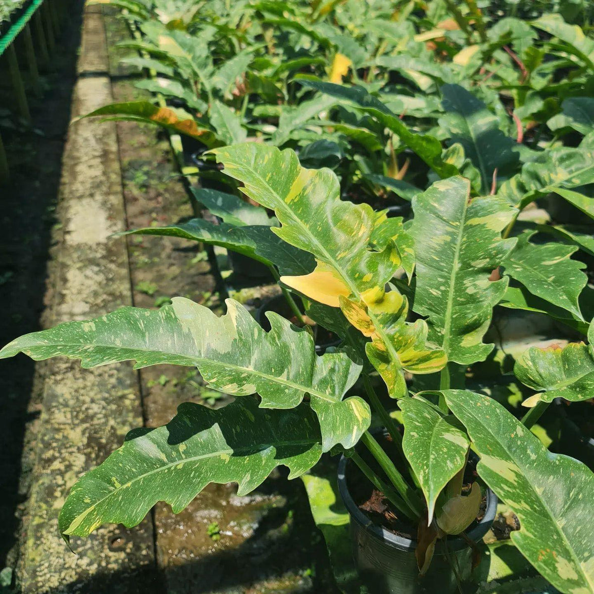 Philodendron - Ring of Fire LG - Variegated - Wholesale